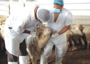 تعرف على نشاطات "الطب البيطري" داخل محافظة سوهاج