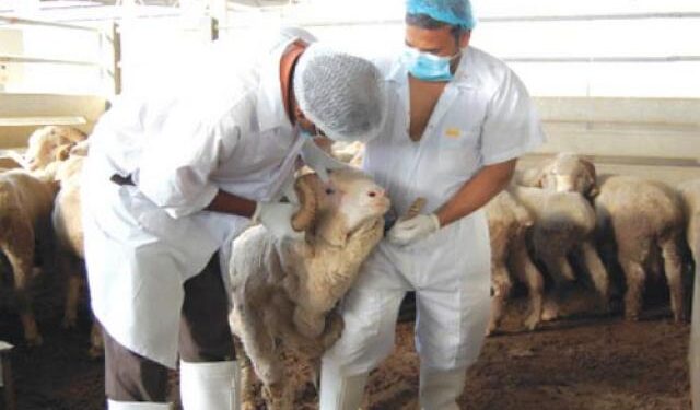 تعرف على نشاطات "الطب البيطري" داخل محافظة سوهاج 1 تعرف على نشاطات "الطب البيطري" داخل محافظة سوهاج