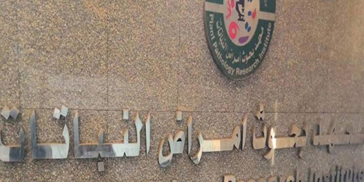 باحث ب«أمراض النباتات» ينجح في تخليق مركبات مبتكرة لمكافحة البكتيريا الممرضة للنبات 1 أمراض النبات