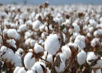 الدكتور هشام مسعد يوضح عوامل نجاح زراعة القطن هذا الموسم