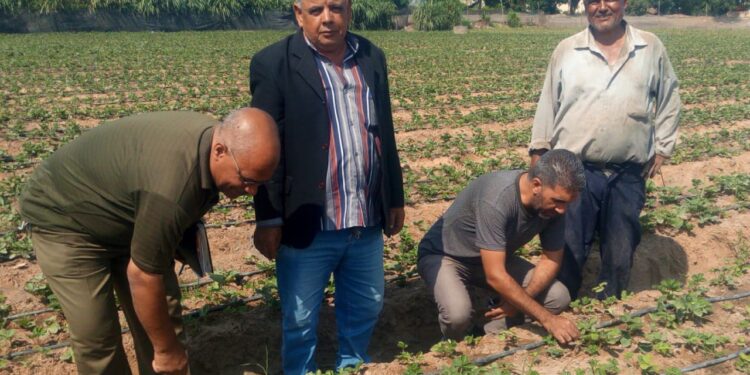 "البساتين" تتابع زراعات الفراولة بالقليوبية 1 زراعات الفراولة