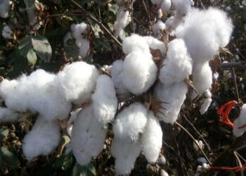 سعر قطن جيزة 92