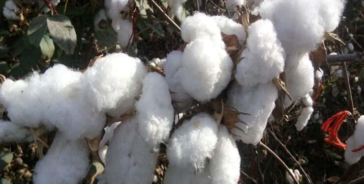 ارتفاع جديد لسعر القطن في محافظة دمياط بزيادة 310 جنيهات 1 سعر قطن جيزة 92