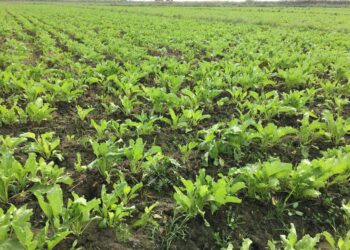 إنتاجية المحاصيل