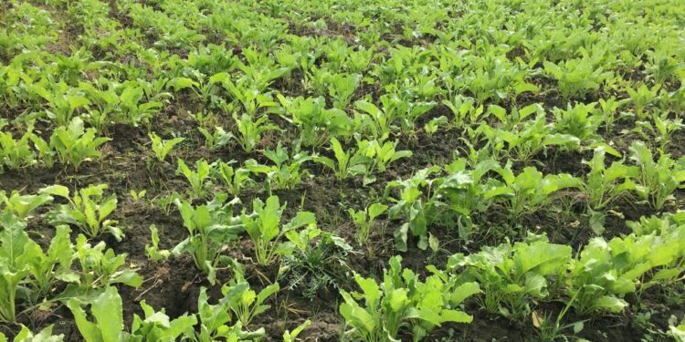 «زراعة بورسعيد» تتابع حالة المحاصيل وتوفير الأسمدة ومستلزمات الإنتاج 1 إنتاجية المحاصيل