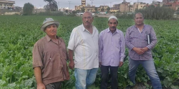 لجنة من "زراعة البحيرة" للمرور على زراعات "بنجر السكر" بدمنهور 1 بنجر السكر