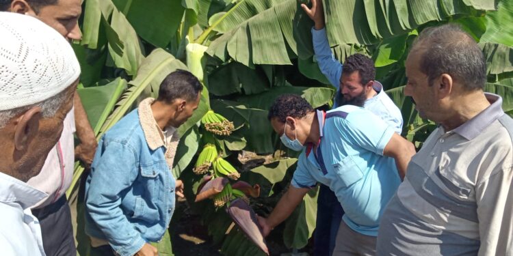 "البساتين" تكافح تورد القمة والتبرقش في الموز بالغربية 1 البساتين