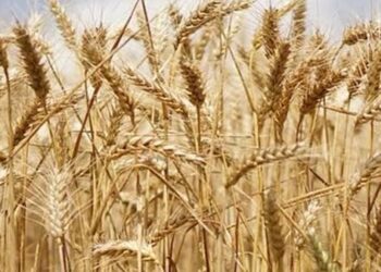 "الصنف المناسب للمكان المناسب"للحصول على انتاجية وفيرة من القمح