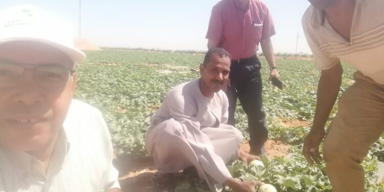 "البساتين" تقوم بجولة تفقدية لزراعات الظهير الصحراوي بالأقصر 1 الادارة المركزية للبساتين