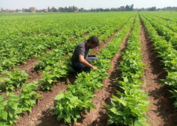 الإدارة المركزية للبساتين