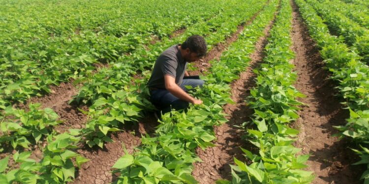 "البساتين" تقوم بجولة تفقدية للزراعات بالمنوفية 1 الإدارة المركزية للبساتين