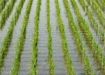 محصول الأرز