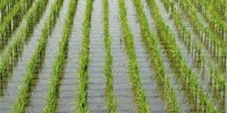 كيف يمكن الحصول على أعلى انتاجية لمحصول الأرز؟..رئيس البحوث يجيب 1 محصول الأرز