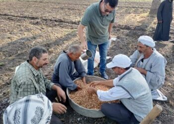 الزراعة تواصل دعم الحيازات الصغيرة لمحصول الفول بالشرقية