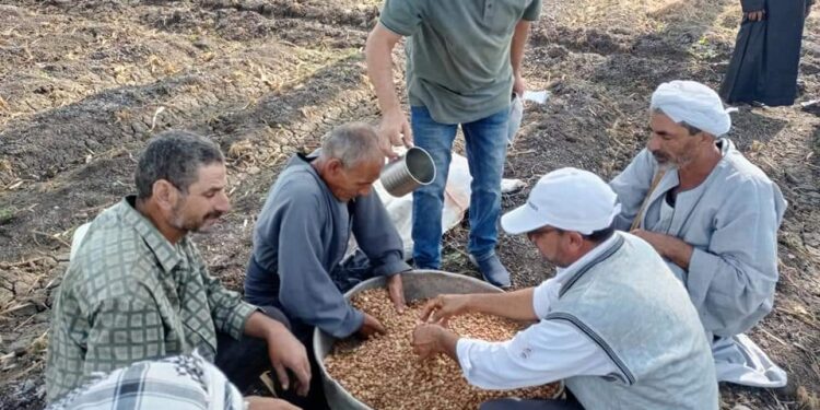 الزراعة تواصل دعم الحيازات الصغيرة لمحصول الفول بالشرقية 1 الزراعة تواصل دعم الحيازات الصغيرة لمحصول الفول بالشرقية