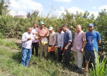 محصول الجوافة