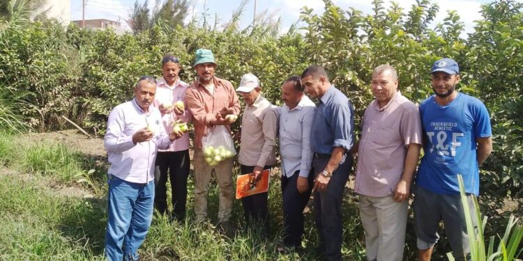 محصول الجوافة