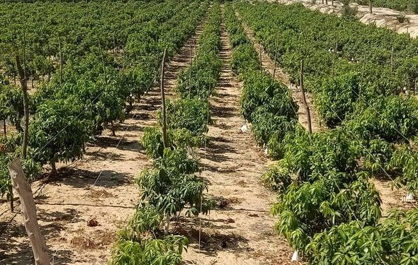 برنامج إرشادى لتلافى أضرار موجات الصقيع على الخضر بالبحيرة 1 الصقيع