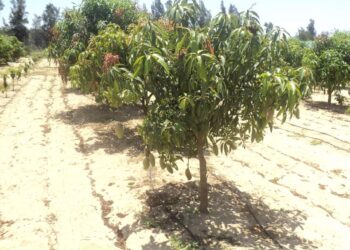 خلال أكتوبر.. 4 توصيات فنية من إدارة البساتين لمزارعي المانجو