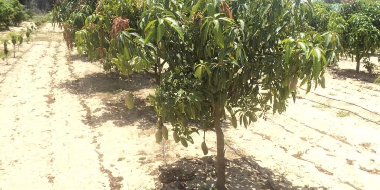 خلال أكتوبر.. 4 توصيات فنية من إدارة البساتين لمزارعي المانجو 1 خلال أكتوبر.. 4 توصيات فنية من إدارة البساتين لمزارعي المانجو