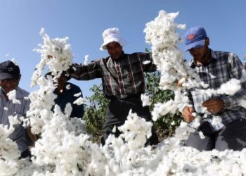 الزواوي” لـ”صوت الفلاح”: أسعار بيع القطن جيدة وأتوقع زيادة المساحة العام المقبل