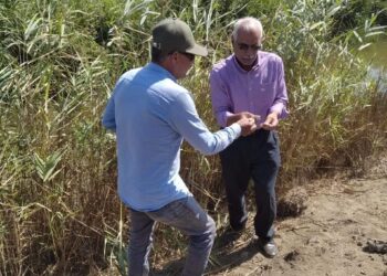 لجنة من الزراعة توصي بـ 5 إجراءات لمكافحة القوارض ببورسعيد