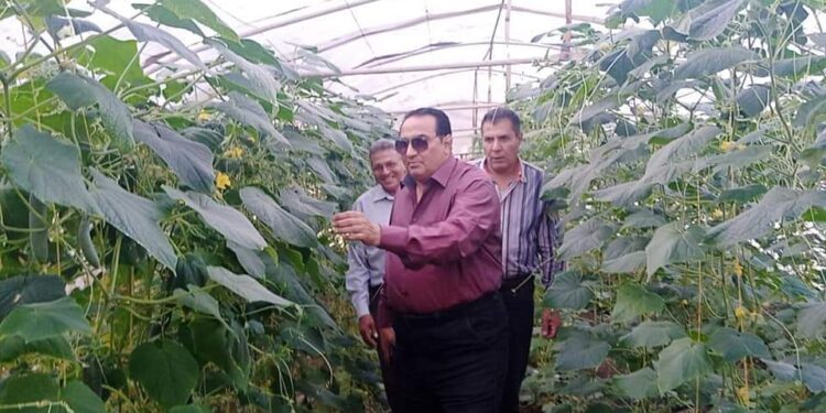 وكيل زراعة دمياط يتفقد صوب الخيار التابعة للمجالس الزراعية 1 جولة تفقدية لوكيل زراعة دمياط بصوب المجالس الزراعية