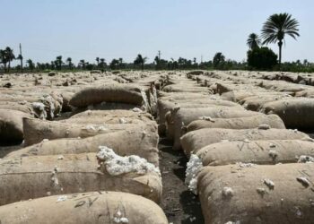 عبدالسميع”: 8 حلقات لتسويق القطن بمحافظة دمياط