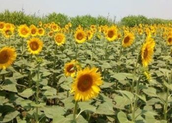 بمزرعة المغرة.. الريف المصري الجديد تخصص 420 فدان لزراعة «دوار الشمس»