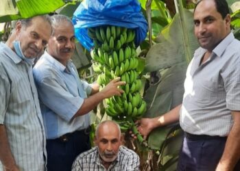 7 توصيات ل«مركزية البساتين» لمزارعي الموز بالبحيرة