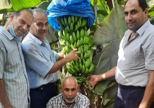 7 توصيات ل«مركزية البساتين» لمزارعي الموز بالبحيرة 1 7 توصيات ل«مركزية البساتين» لمزارعي الموز بالبحيرة