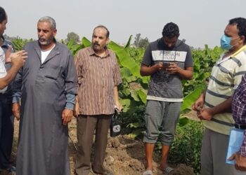 «مركزية البساتين» تصدر 9 إرشادات زراعية لمزارعي الموز بالغربية