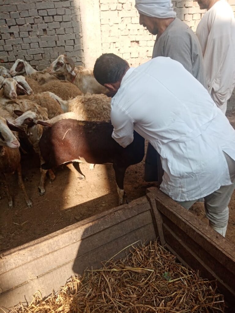 أثناء حملة تحصين الأغنام والماعز ضد الطاعون