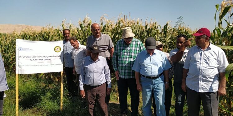 الزراعة تتفقد إنتاج شتلات قصب السكر ومكافحة دودة الحشد ورفع كفاءة الأصول في أسوان 1 الزراعة تتفقد إنتاج شتلات قصب السكر ومكافحة دودة الحشد ورفع كفاءة الأصول في أسوان