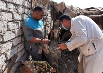 تحصين 380 ألف رأس من الأغنام والماعز ضد مرض الطاعون