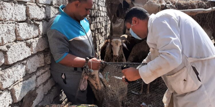 تحصين 380 ألف رأس من الأغنام والماعز ضد مرض الطاعون 1 تحصين 380 ألف رأس من الأغنام والماعز ضد مرض الطاعون