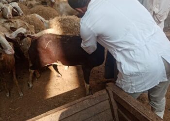 أثناء التحصين ضد مرض الطاعون