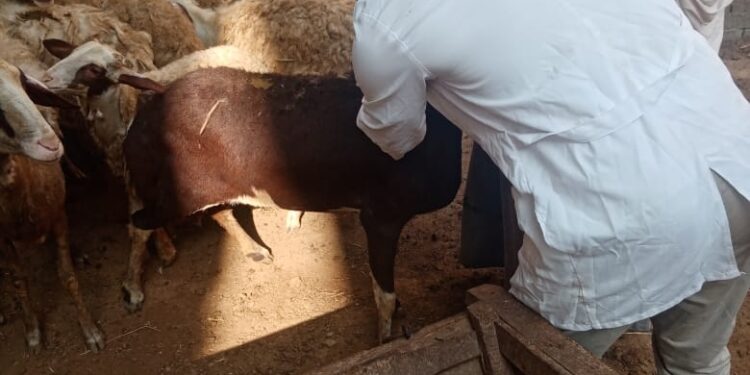 مرض الطاعون في الأغنام.. الزراعة تعلن تحصين 574 ألف رأس 1 أثناء التحصين ضد مرض الطاعون