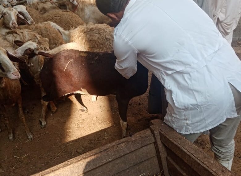 مرض الطاعون في الأغنام.. الزراعة تعلن تحصين 574 ألف رأس 1 أثناء التحصين ضد مرض الطاعون