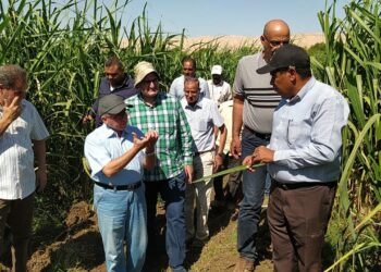 خلال أكتوبر.. 5 إرشادات لمزارعي قصب السكر