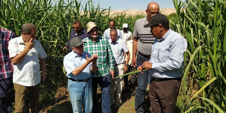 خلال أكتوبر.. 5 إرشادات لمزارعي قصب السكر 1 خلال أكتوبر.. 5 إرشادات لمزارعي قصب السكر