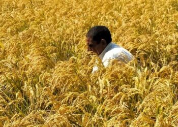 خلال أكتوبر.. نشرة بالتوصيات الفنية لمزارعي الأرز