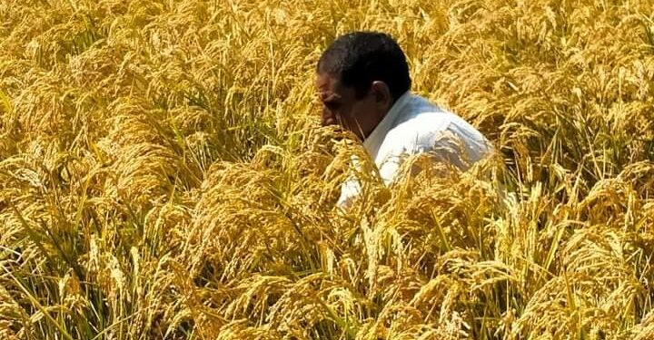 خلال أكتوبر.. نشرة بالتوصيات الفنية لمزارعي الأرز