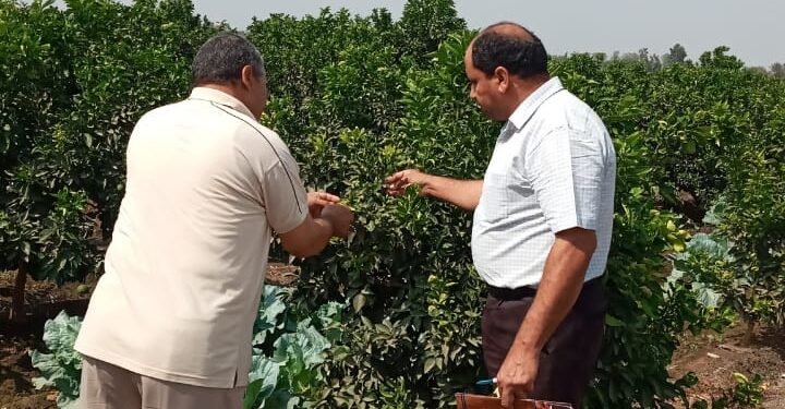 7 ملاحظات للمركزية للبساتين على الزراعات بالغربية 1 7 ملاحظات للمركزية للبساتين على الزراعات بالغربية