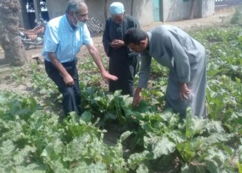 زراعة الجيزة تتابع تنفيذ المجمعات الزراعية.. وتستعد لموسم القمح