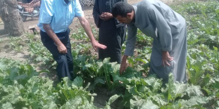 زراعة الجيزة تتابع تنفيذ المجمعات الزراعية.. وتستعد لموسم القمح 1 زراعة الجيزة تتابع تنفيذ المجمعات الزراعية.. وتستعد لموسم القمح