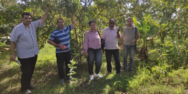 ننشر التوصيات الفنية لمركزية «البساتين» لمزارعي أبوحمص بالبحيرة