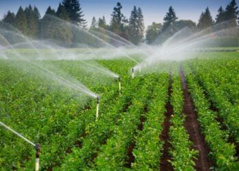 تحديث الري .. وكيل زراعة القليوبية يكشف حجم المساحة المطورة وطرق التمويل