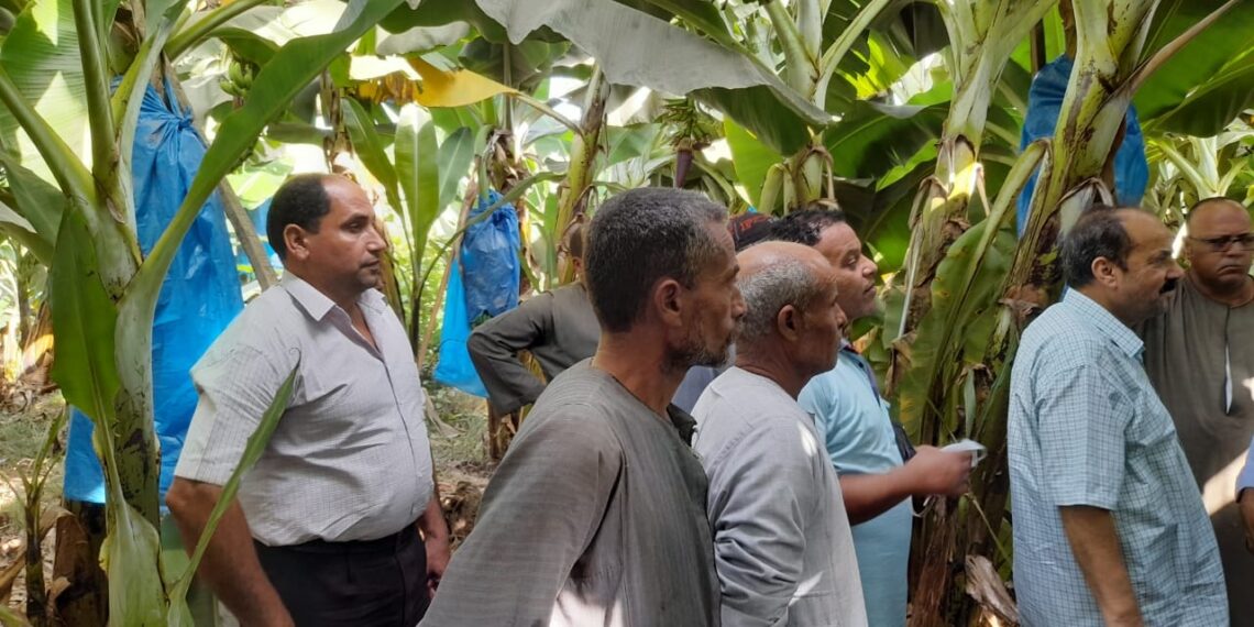 8 توصيات لمركزية البساتين ل مزارعي الموز بكفر الشيخ 1 8 توصيات لمركزية البساتين ل مزارعي الموز بكفر الشيخ