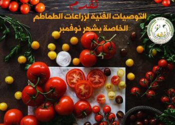 سعر قنطار القطن جيزة ٩٤ في مزاد كفر الشيخ